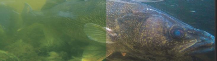 UNDERWATER CAMERAS