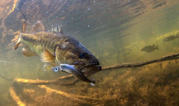 SWIMBAIT JIGS