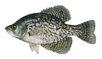 CRAPPIE