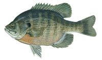 SUNFISH / BLUEGILL