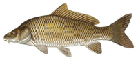 CARP