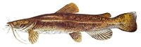 CATFISH