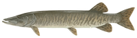 MUSKIE