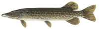 PIKE
