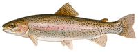 TROUT