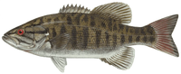 Smallmouth Bass