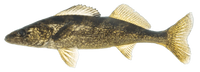 WALLEYE