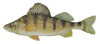 PERCH