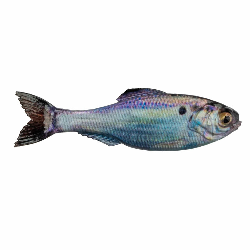 Load image into Gallery viewer, 6TH SENSE SWIMBAITS 2.8&quot; / Live Gizzard Shad 6TH Sense Panorama
