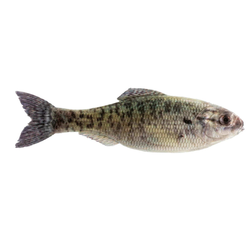 Load image into Gallery viewer, 6TH SENSE SWIMBAITS 2&quot; / Live Crappie 6TH Sense Panorama
