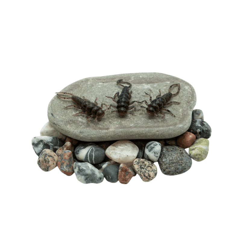 Load image into Gallery viewer, DEATH ROE STEELHEAD GEAR Death Roe Sinister Stonefly
