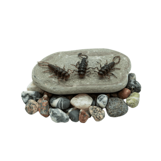 DEATH ROE STEELHEAD GEAR Death Roe Sinister Stonefly