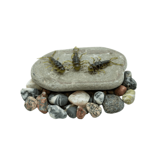 DEATH ROE STEELHEAD GEAR Death Roe Sinister Stonefly