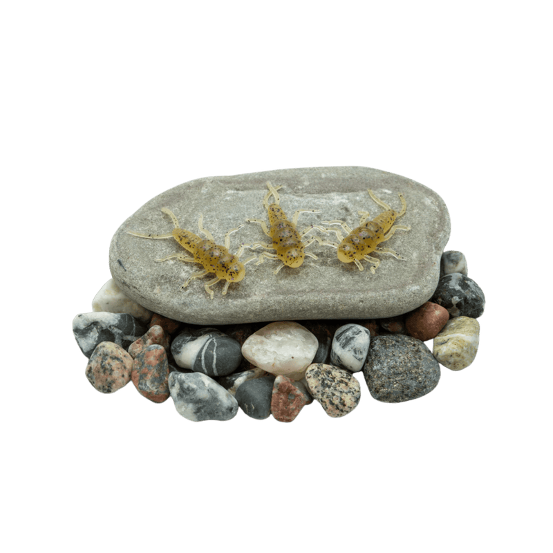 Load image into Gallery viewer, DEATH ROE STEELHEAD GEAR Death Roe Sinister Stonefly
