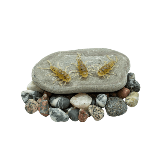 DEATH ROE STEELHEAD GEAR Death Roe Sinister Stonefly