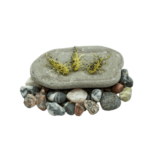 DEATH ROE STEELHEAD GEAR Death Roe Sinister Stonefly