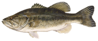 Largemouth Bass: