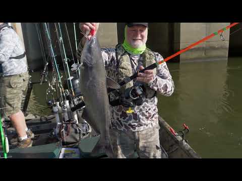 Load and play video in Gallery viewer, Okuma Cat Slayer Catfish Rod

