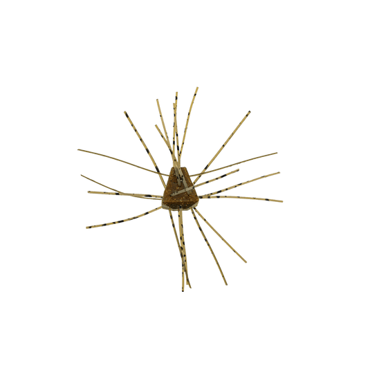 X ZONE CRAWS/CREATURE Non-Salted / Grn Pump. Black Flake X Zone GBO